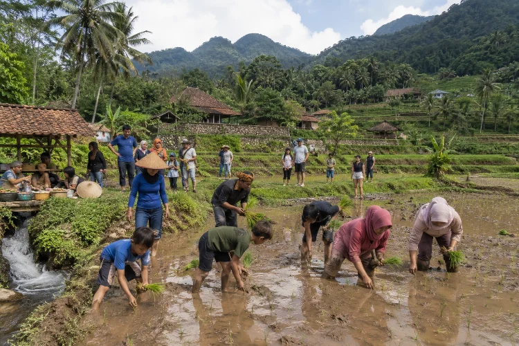 Menanam Padi dan Budaya Agraris Sunda
